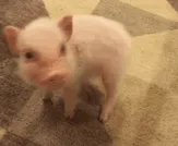群主转圈圈子！