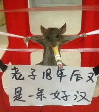 老子18年后又是一条好汉!(老鼠叼大烟)