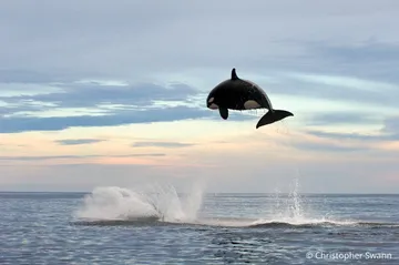 Flying Orca