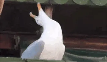 一只仰天大笑的鹅gif