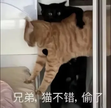 兄弟，猫不错，偷了