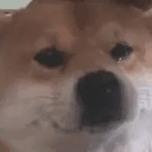 狗狗流泪