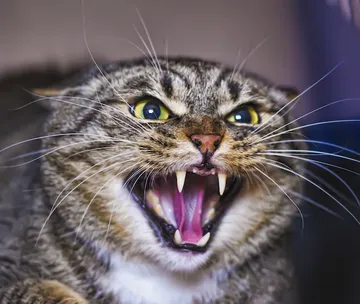 Angry Cat
