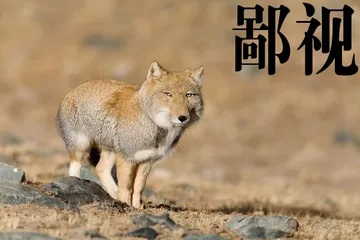 鄙视