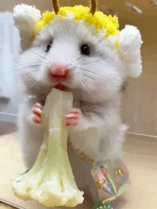 仓鼠吃花菜动图表情包