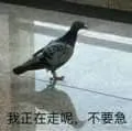 鸽子00010-我正在走呢不要急