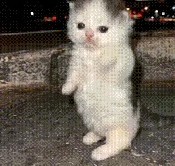 piu piu piu小猫跑步魔性表情包