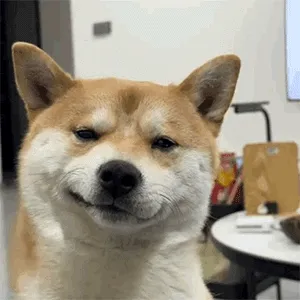 柴犬咧嘴嘲讽不屑坏笑gif表情包，bro~ 菜就多练~