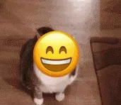 猫咪流汗倒了表情包