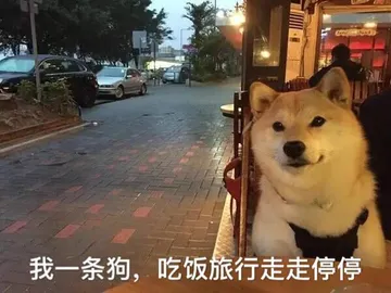 我一条狗，吃饭旅行走走停停
