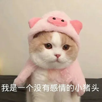 我是一个没有感情的小猪头