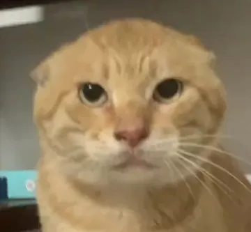 耄耋