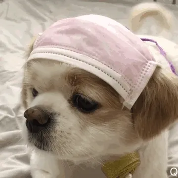 呆萌乖乖狗摇尾巴 GIF