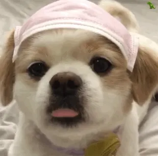 呆萌乖乖狗舔舌头 GIF