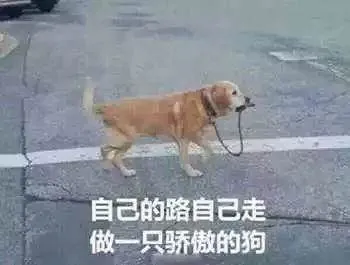 自己的路自己走做一只骄傲的狗