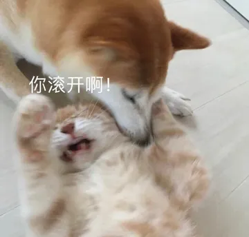 你滚开啊!(猫咪表情包)