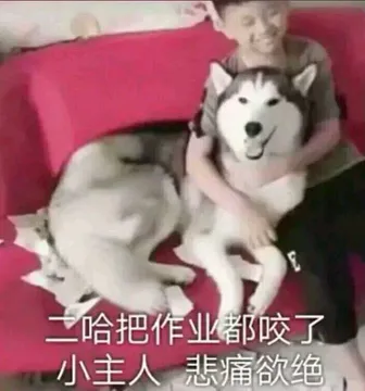 二哈把作业都咬了.小主人基痛欲绝