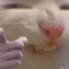 猥琐猫猫指人表情包