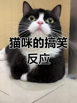 奶牛猫表情笑,呆萌可爱到不行