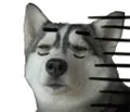 doge汗