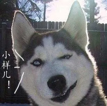 哈士奇与蘑菇头和熊猫人