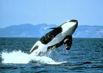 "HARLEY EXTERIORS, BITE OF SEATTLE, ORCA, WHALE WATCHING TICKET!
