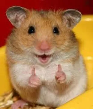 Thumbs up hamster