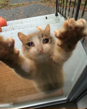 Crying sad cat trying to get into house