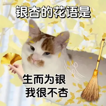 银杏的花语是生而为银我很不杏