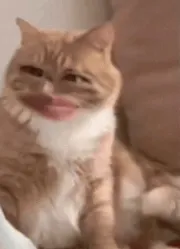 一只猫咪P上一张大嘴咧嘴笑的尴尬表情包