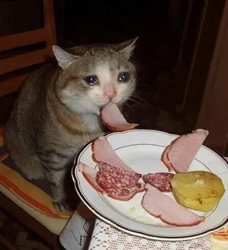 Crying Cat Meme
