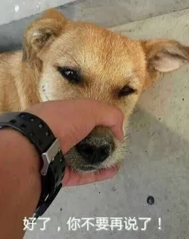 好了你不要再说了