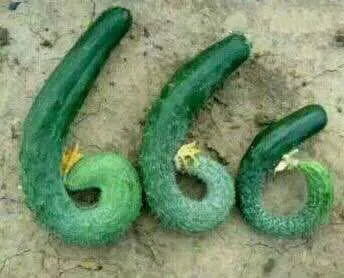 6666(黄瓜)