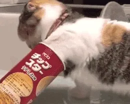 小猫吃薯片