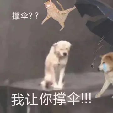 撑伞 我让你撑伞 猫猫一脚踢飞