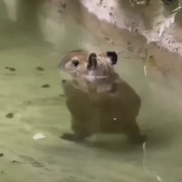 豚鼠 GIF 动图表情包