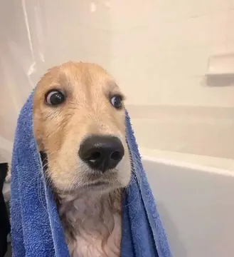 狗狗