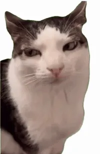 猫咪斜视尖叫gif表情包