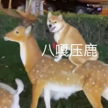 八嘎压鹿