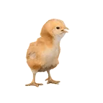 养小鸡表情包