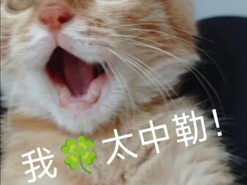 我快绷不住了,给我自己家的猫做表情包