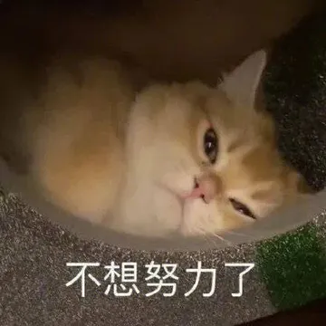 不想努力了 memes