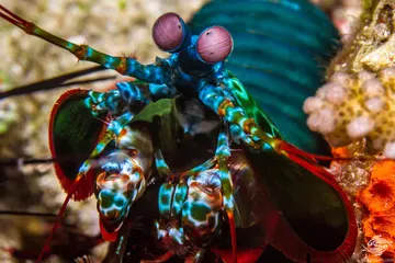 Mantis Shrimp Staring