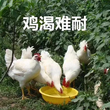 鸡渴难耐