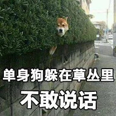 单身狗.躲在草丛里不敢说话