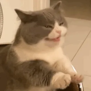 猫咪呕吐表情包