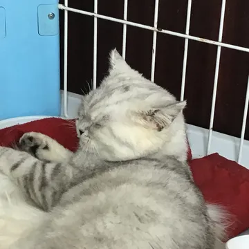 可爱猫咪