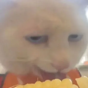 小猫吃玉米表情包