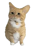 橘猫低头脸红可爱表情包