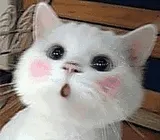 小猫